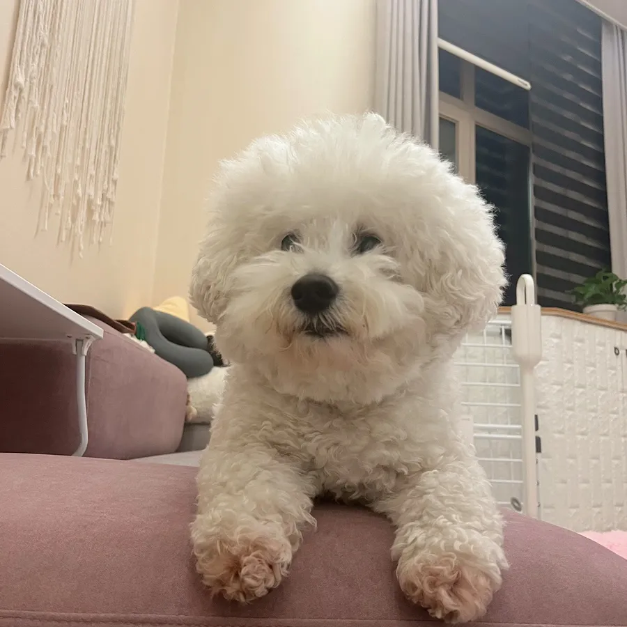 강아지 중성화 시기, 비용, 수술 후 관리 완벽 가이드 — 사진 2