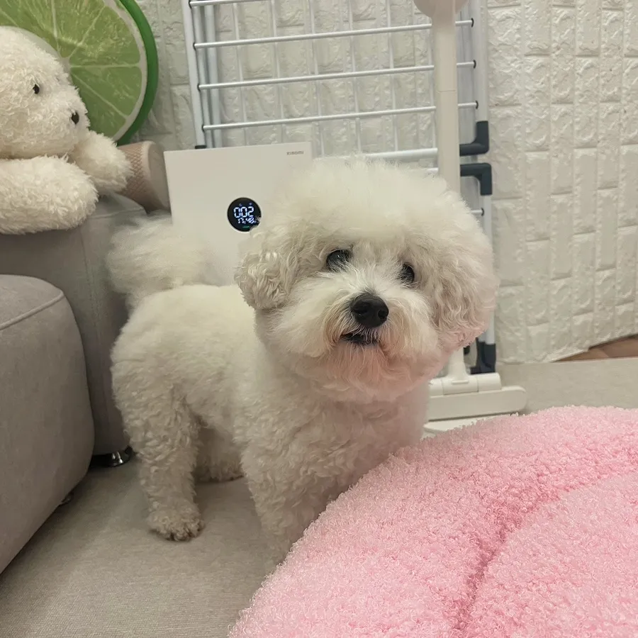 강아지 중성화 시기, 비용, 수술 후 관리 완벽 가이드 — 사진 3