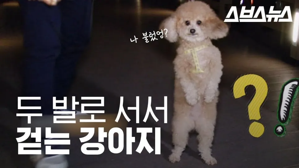 용산 강아지 슬개골 수술, 더힐동물의료센터 경험 후기 — 사진 5