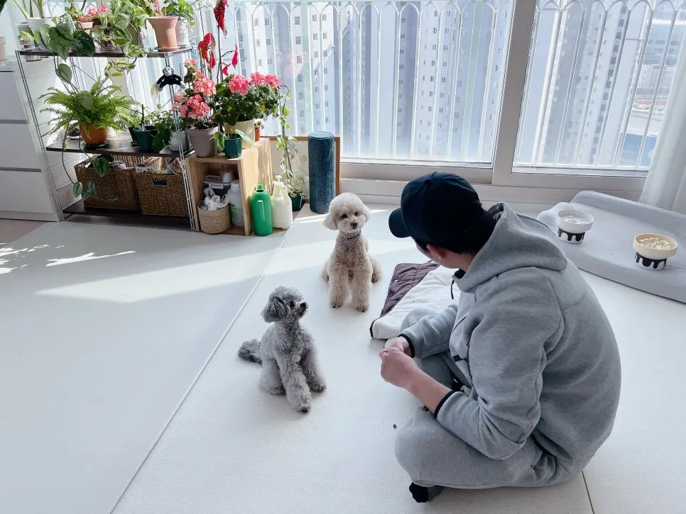 토이푸들 짖음·복종 훈련: 베럴독 조재호 훈련사 교육 후기