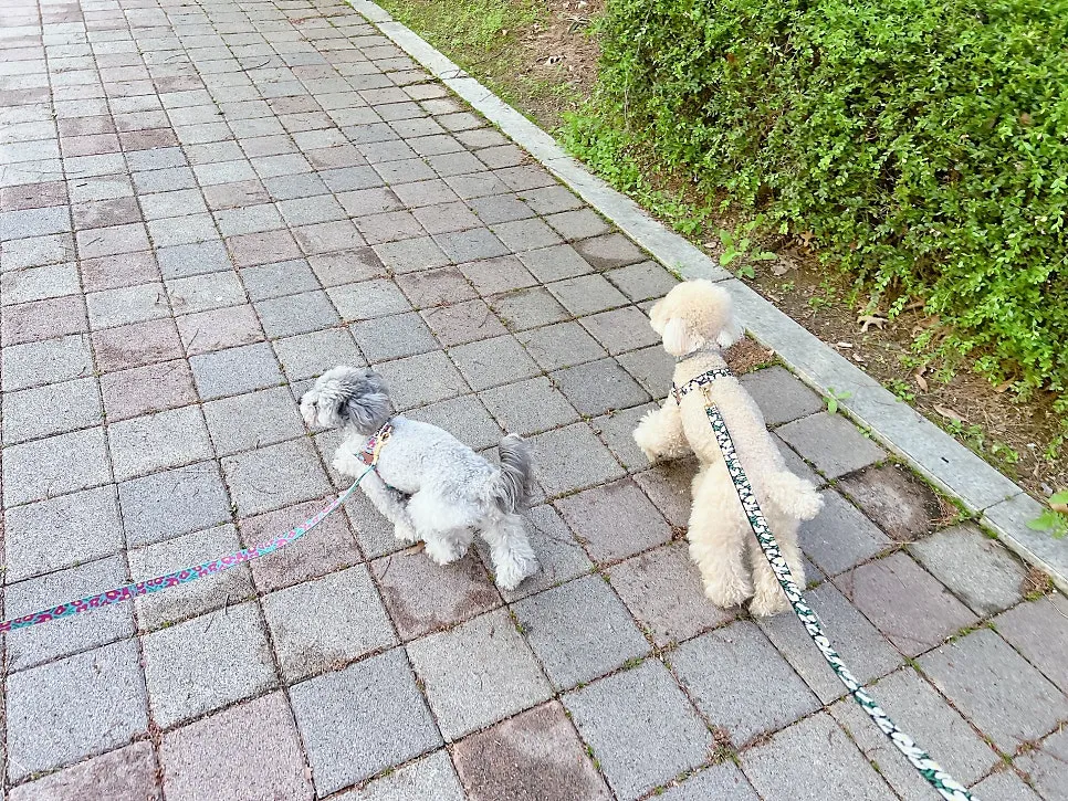 토이푸들 짖음·복종 훈련: 베럴독 조재호 훈련사 교육 후기 — 사진 2