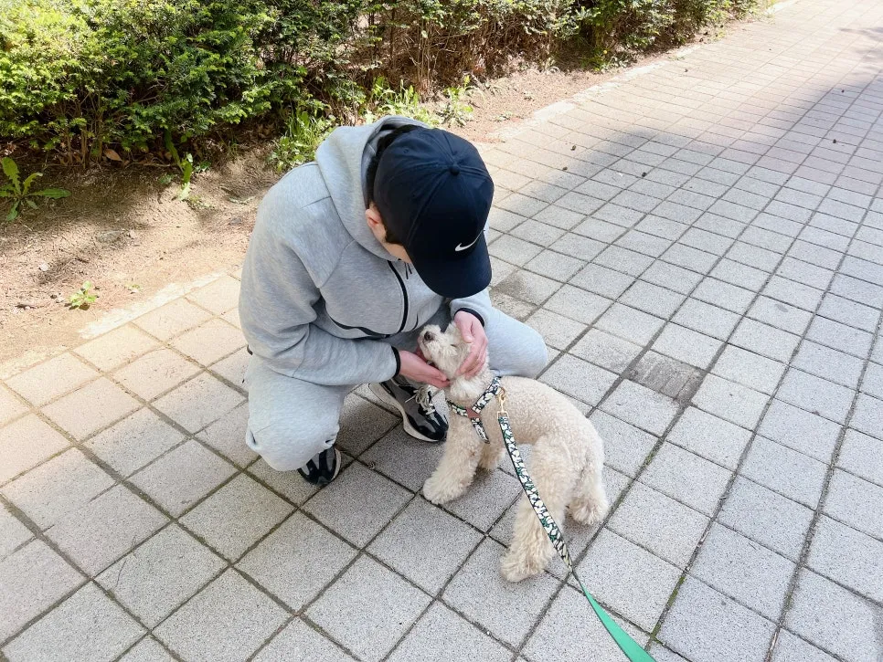 토이푸들 짖음·복종 훈련: 베럴독 조재호 훈련사 교육 후기 — 사진 5
