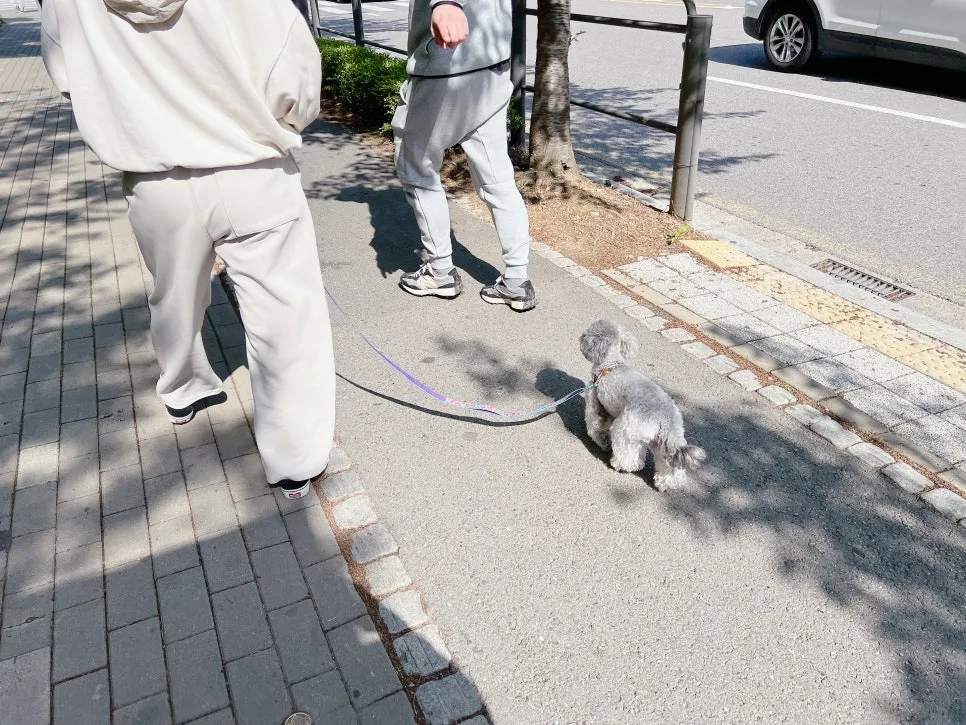 토이푸들 짖음·복종 훈련: 베럴독 조재호 훈련사 교육 후기 — 사진 6