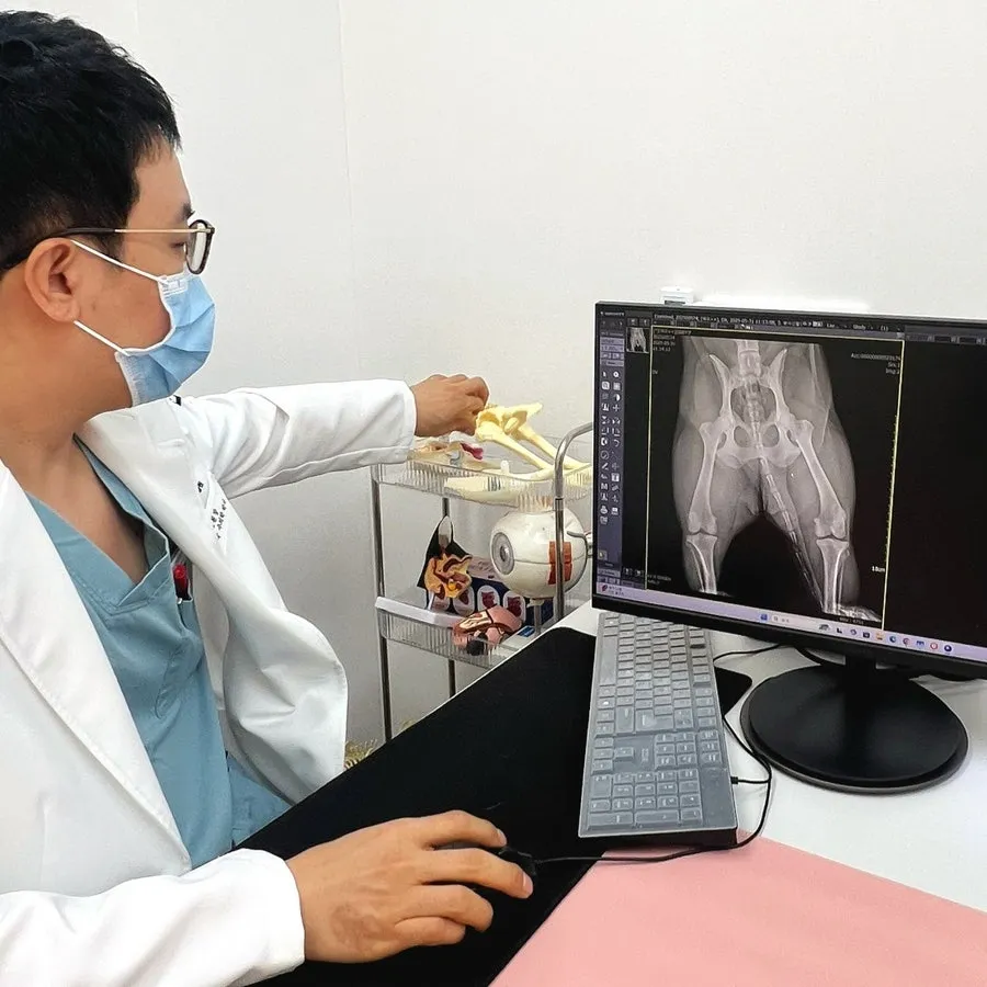 보더콜리 슬개골탈구 수술 비용, 24시청담우리동물병원 진료 후기 — 사진 2
