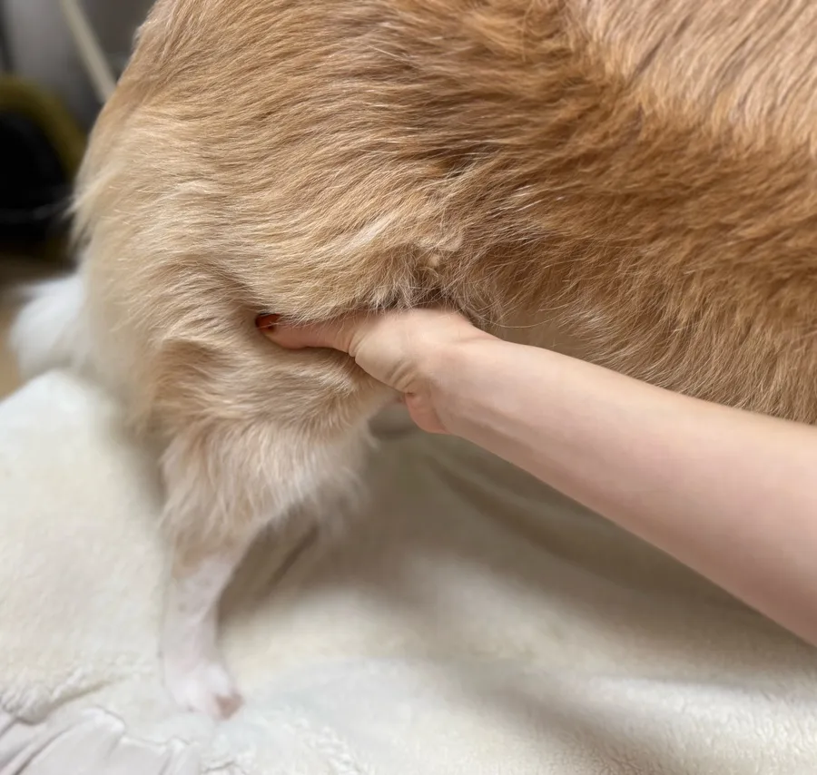 보더콜리 슬개골탈구 수술 비용, 24시청담우리동물병원 진료 후기 — 사진 4