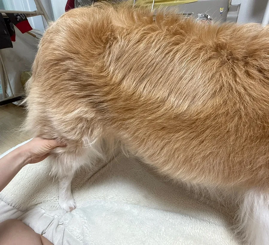 보더콜리 슬개골탈구 수술 비용, 24시청담우리동물병원 진료 후기 — 사진 5