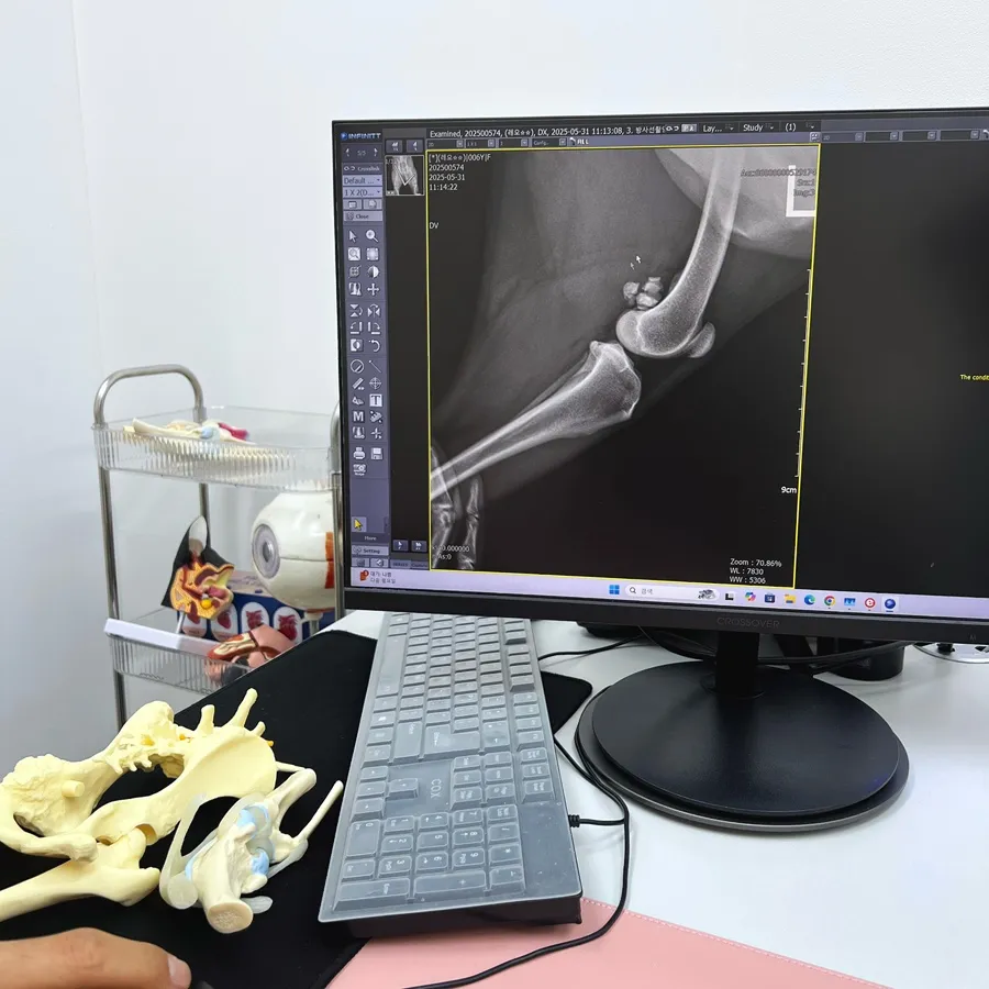 보더콜리 슬개골탈구 수술 비용, 24시청담우리동물병원 진료 후기 — 사진 7