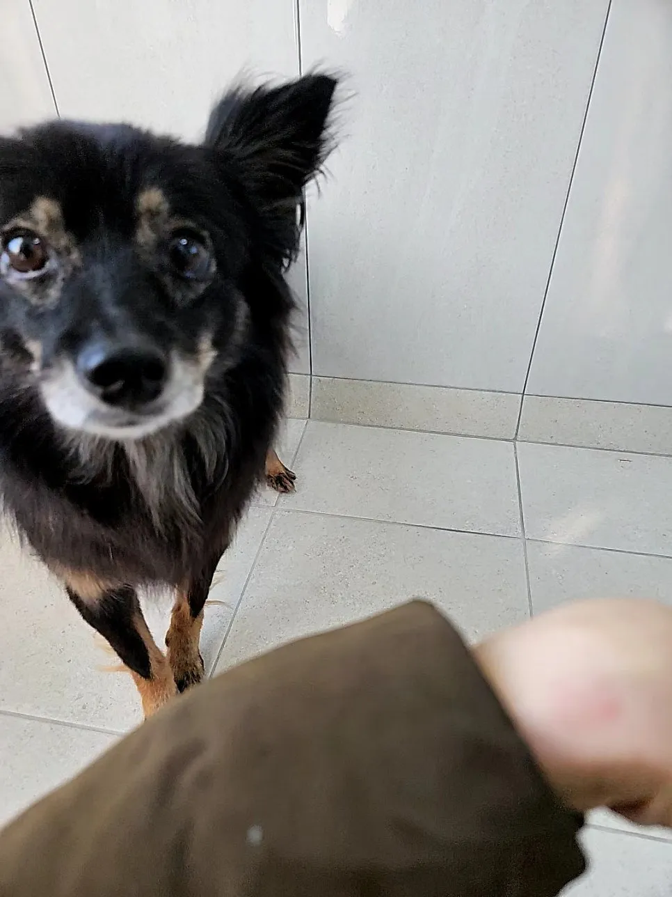 유기견 입양 홍보: 보호소 봉사 후기 및 입양 안내 — 사진 6