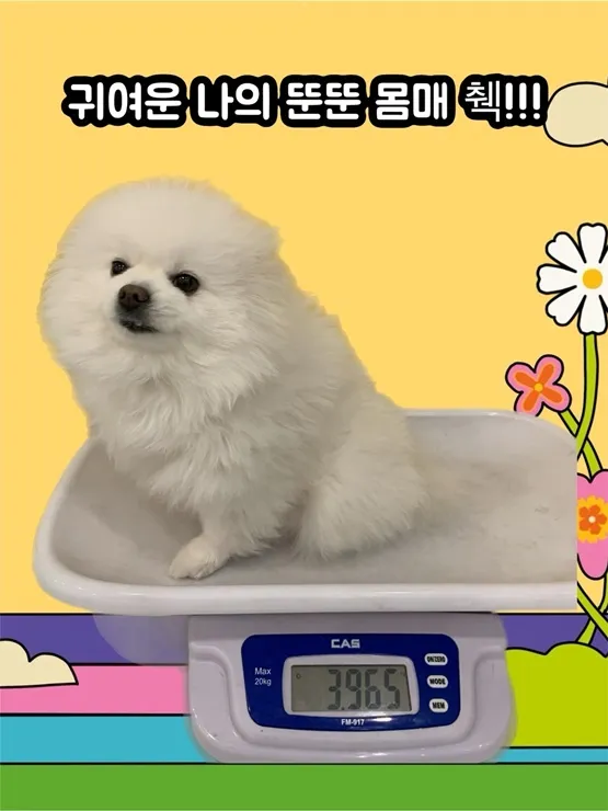 서면 강아지 유치원 맘바이 한 달 후기: 사회성·훈련 비용 — 사진 2