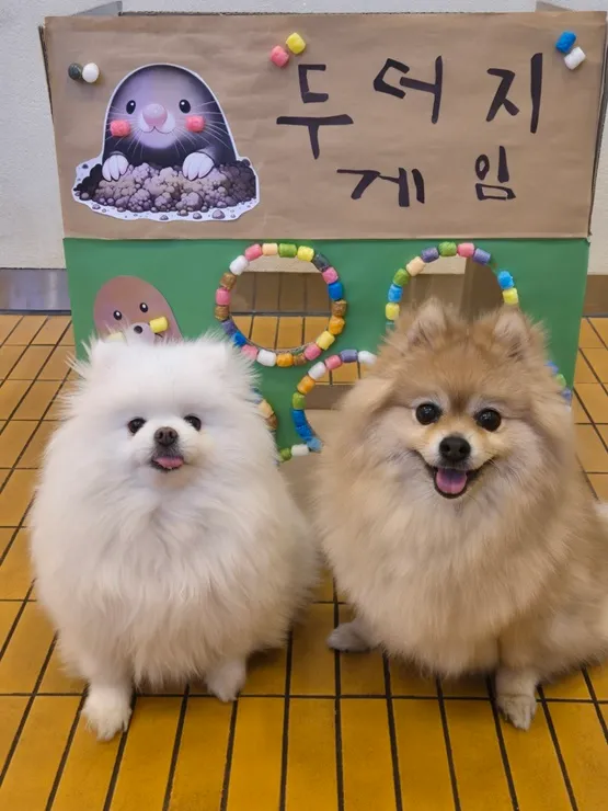 서면 강아지 유치원 맘바이 한 달 후기: 사회성·훈련 비용 — 사진 4