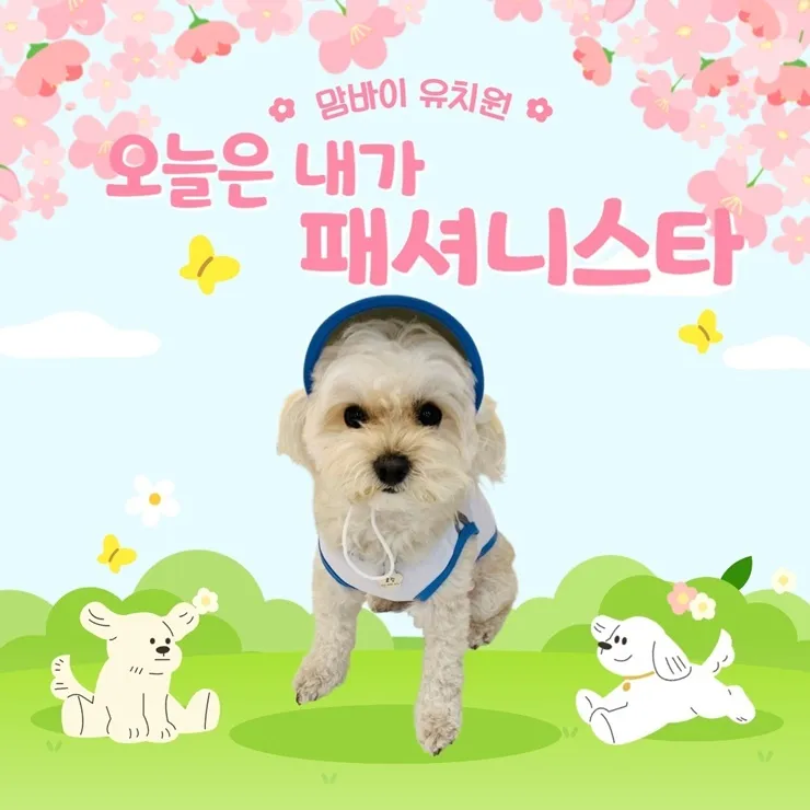서면 강아지 유치원 맘바이 한 달 후기: 사회성·훈련 비용 — 사진 5