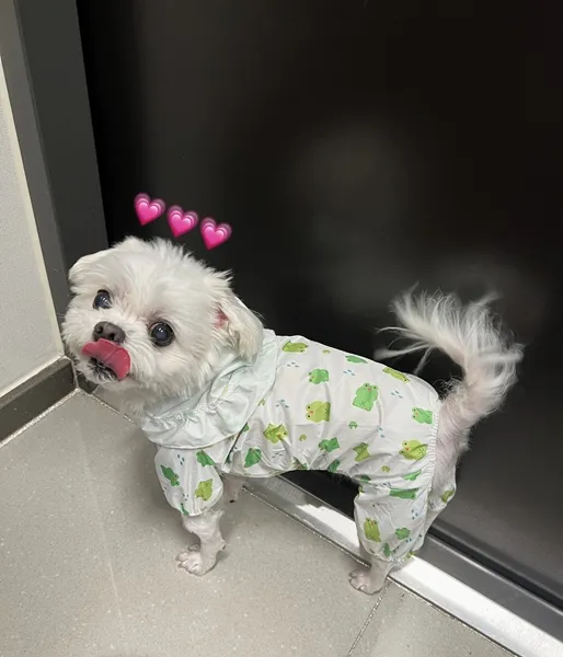부평역동물병원 강아지 스케일링 첫 경험 후기