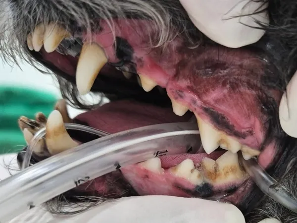 부평역동물병원 강아지 스케일링 첫 경험 후기 — 사진 9