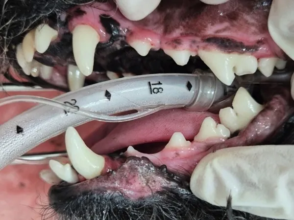 부평역동물병원 강아지 스케일링 첫 경험 후기 — 사진 14