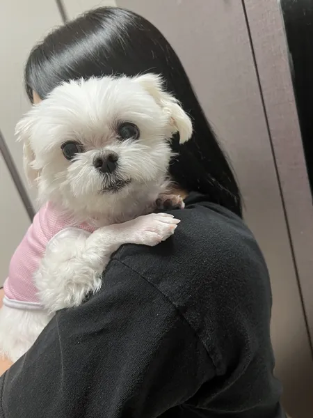 부평역동물병원 강아지 스케일링 첫 경험 후기 — 사진 18