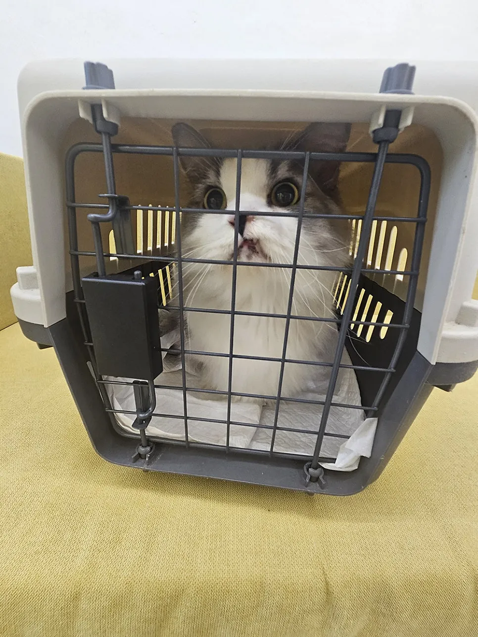부산 고양이 미용, 조아라에서 첫 무마취 경험 후기 — 사진 3