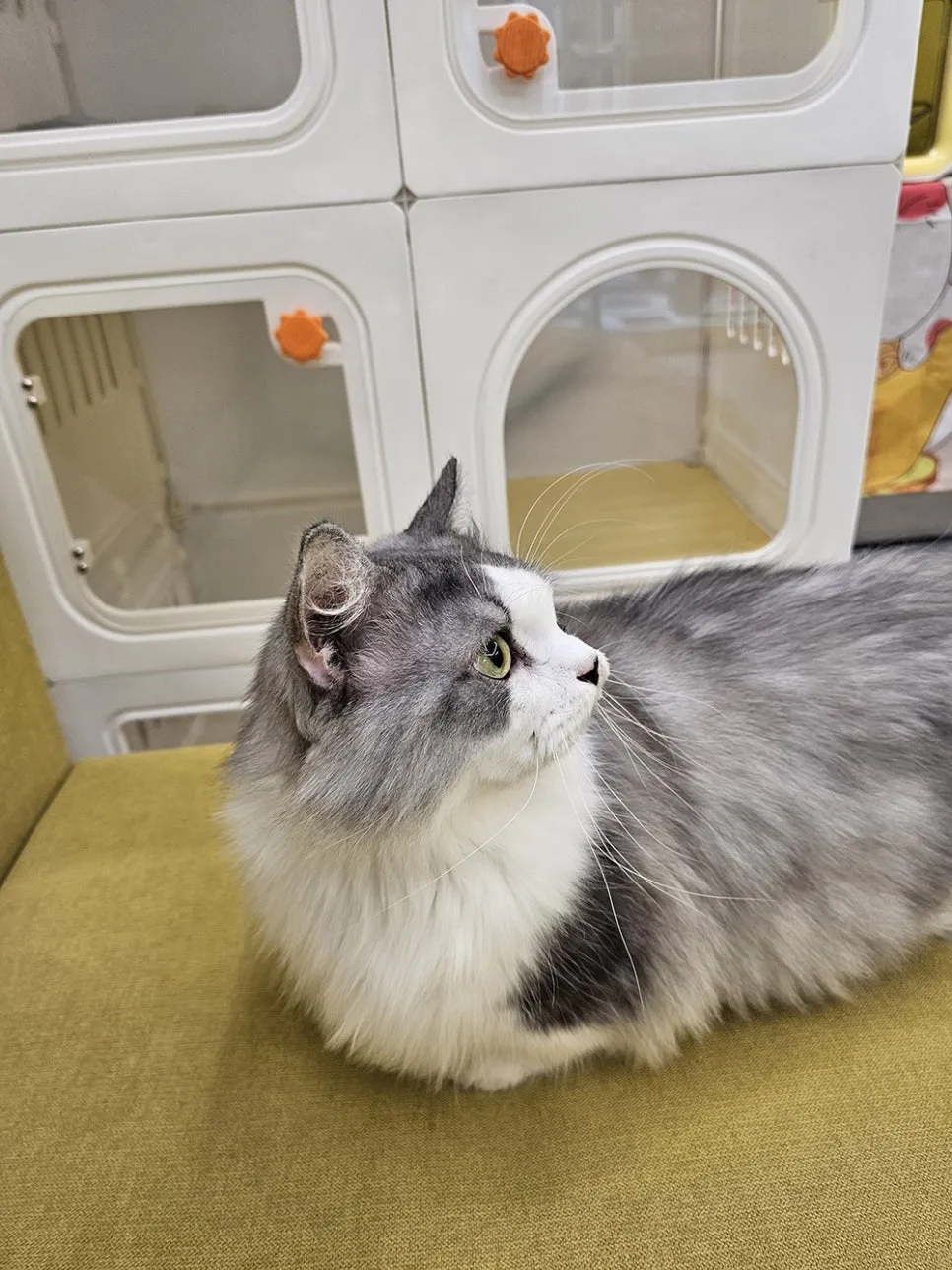부산 고양이 미용, 조아라에서 첫 무마취 경험 후기 — 사진 4
