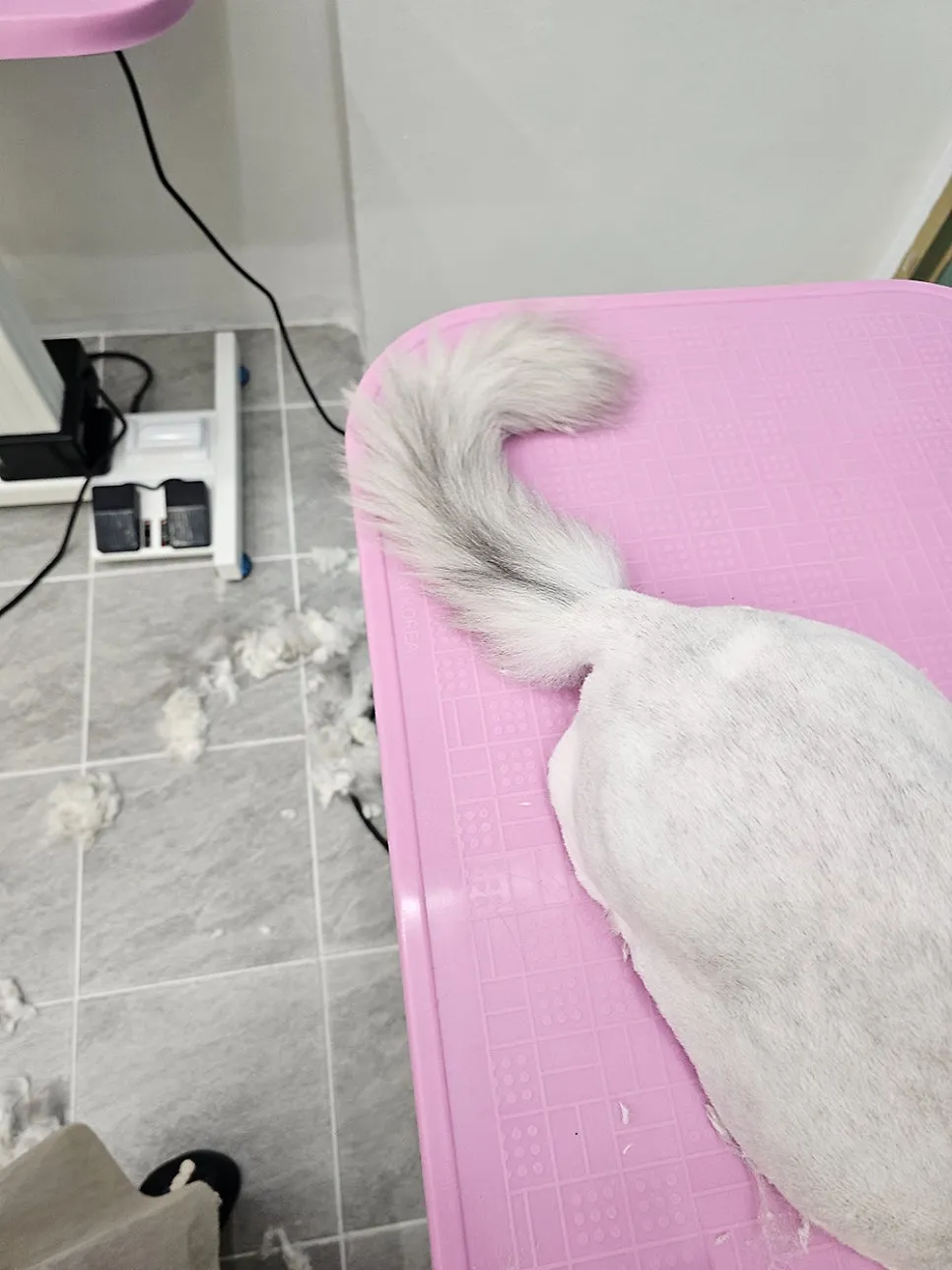 부산 고양이 미용, 조아라에서 첫 무마취 경험 후기 — 사진 11