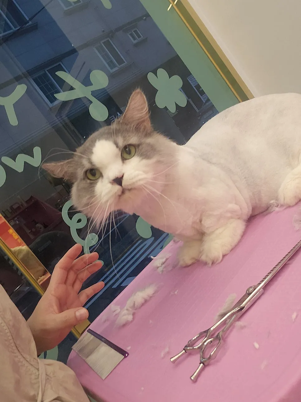 부산 고양이 미용, 조아라에서 첫 무마취 경험 후기 — 사진 12