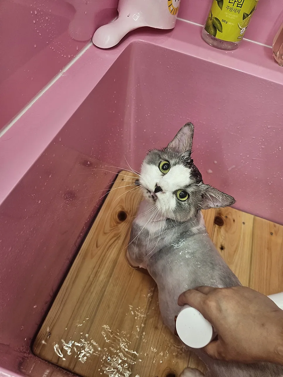 부산 고양이 미용, 조아라에서 첫 무마취 경험 후기 — 사진 13