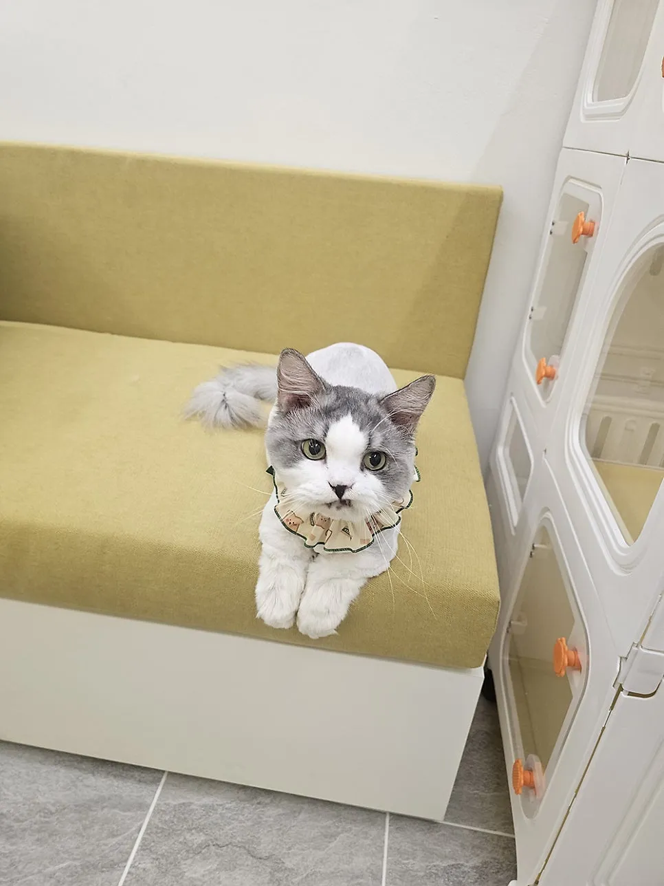 부산 고양이 미용, 조아라에서 첫 무마취 경험 후기 — 사진 14