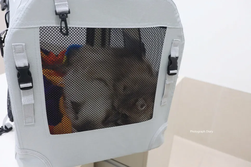 인천 고양이 스케일링 & 건강검진 비용, 모모동물병원 후기 — 사진 2