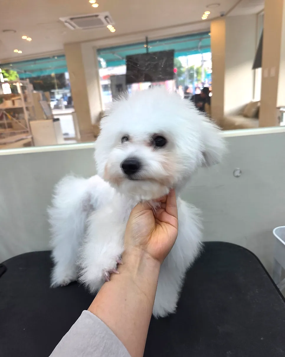 신월동 비숑 2cm 스포팅 테디베어컷 비용 및 후기 — 사진 3