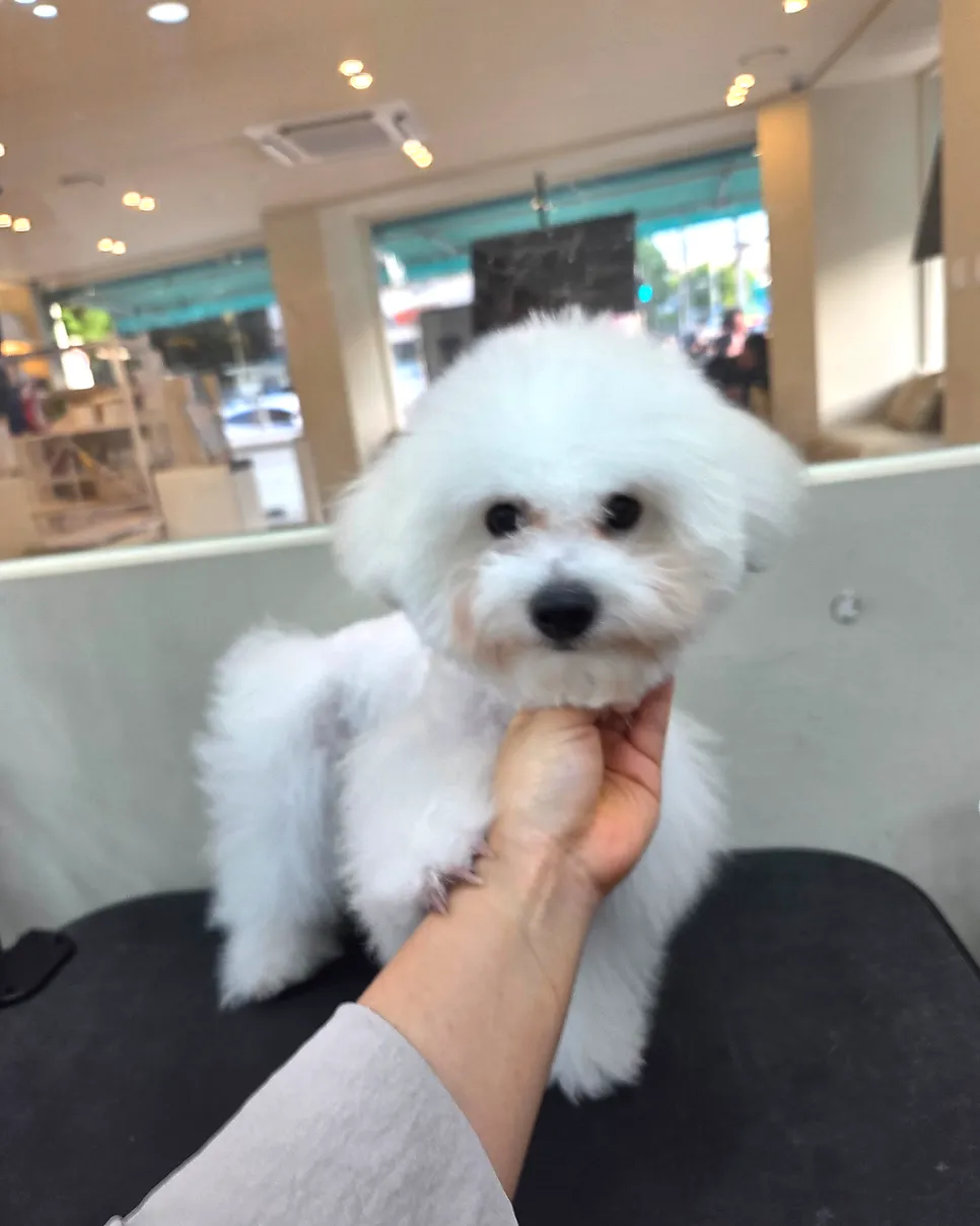 신월동 비숑 2cm 스포팅 테디베어컷 비용 및 후기 — 사진 4