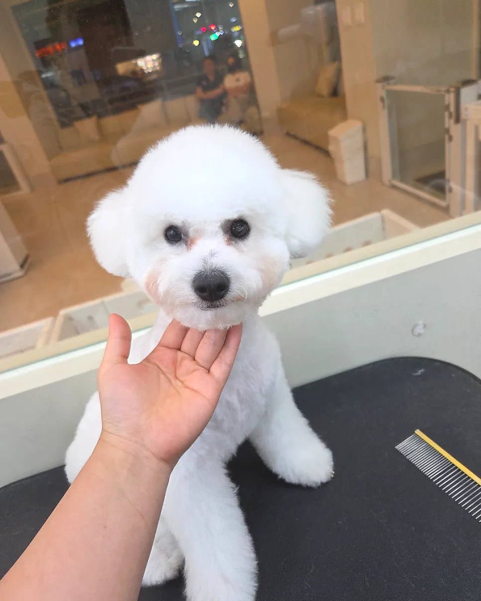 신월동 비숑 2cm 스포팅 테디베어컷 비용 및 후기 — 사진 5