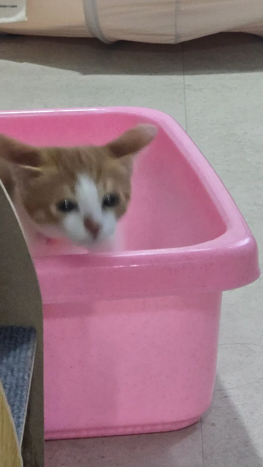 원주 고양이 호텔 추천: 강아지집 1박 3.5만원부터 — 사진 5