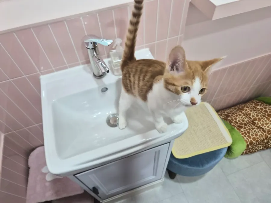 원주 고양이 호텔 추천: 강아지집 1박 3.5만원부터 — 사진 8