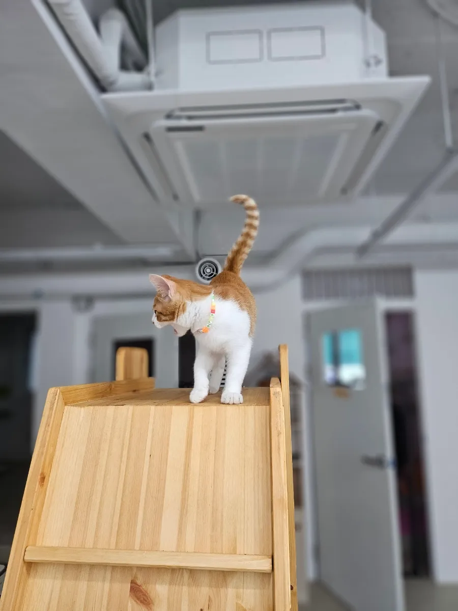 원주 고양이 호텔 추천: 강아지집 1박 3.5만원부터 — 사진 9