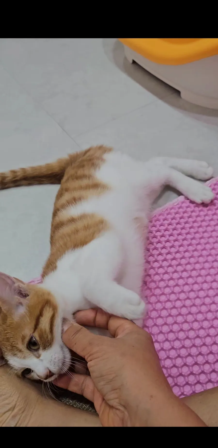 원주 고양이 호텔 추천: 강아지집 1박 3.5만원부터 — 사진 11