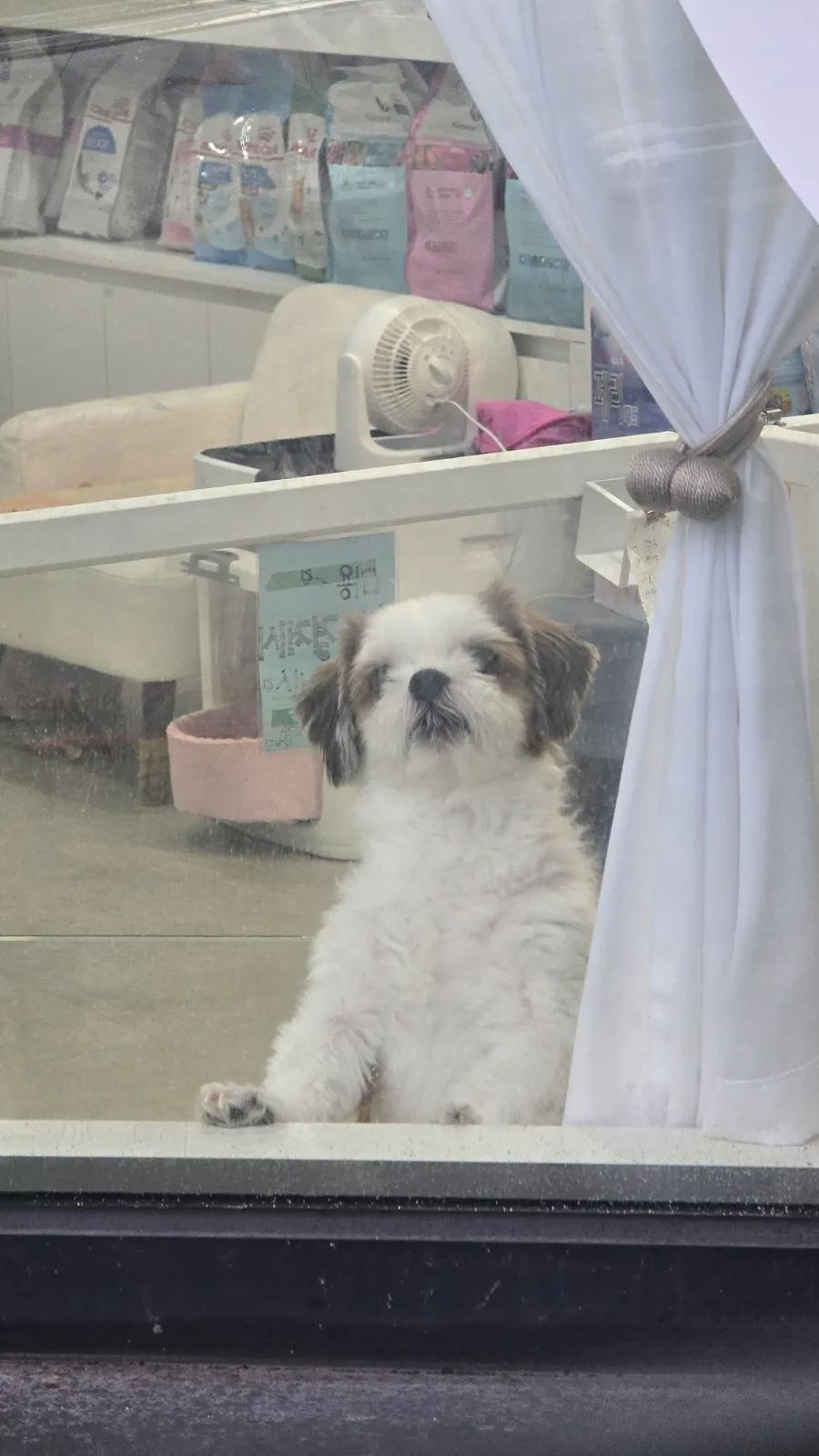 원주 고양이 호텔 추천: 강아지집 1박 3.5만원부터 — 사진 12