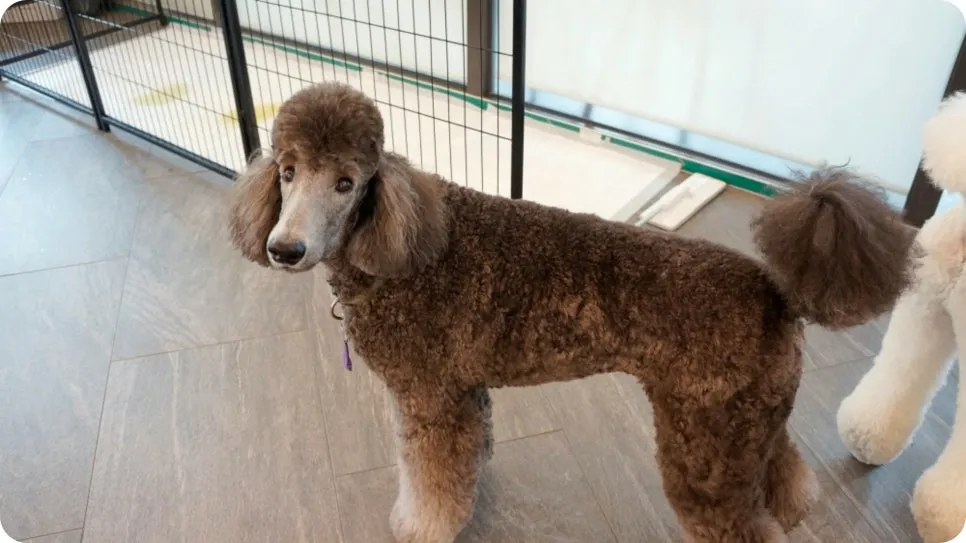 강아지 분리불안 훈련, 보호자가 직접 배워 극복하는 법 — 사진 4