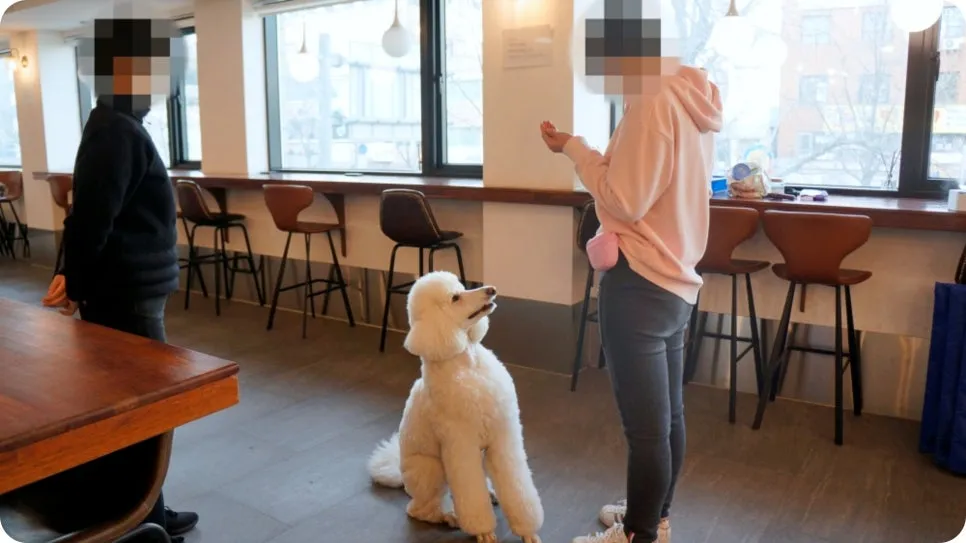 강아지 분리불안 훈련, 보호자가 직접 배워 극복하는 법 — 사진 5