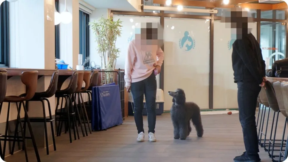 강아지 분리불안 훈련, 보호자가 직접 배워 극복하는 법 — 사진 7