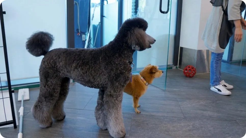 강아지 분리불안 훈련, 보호자가 직접 배워 극복하는 법 — 사진 9