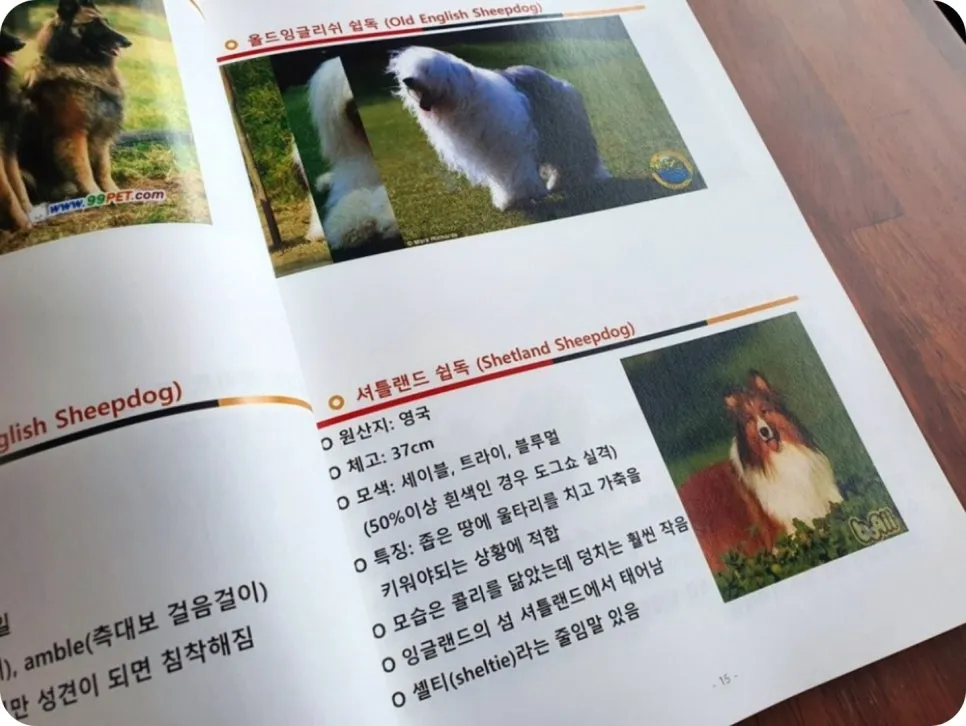 강아지 분리불안 훈련, 보호자가 직접 배워 극복하는 법 — 사진 10