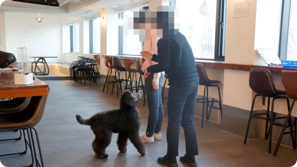 강아지 분리불안 훈련, 보호자가 직접 배워 극복하는 법 — 사진 13