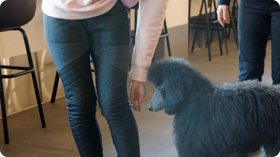강아지 분리불안 훈련, 보호자가 직접 배워 극복하는 법 — 사진 14