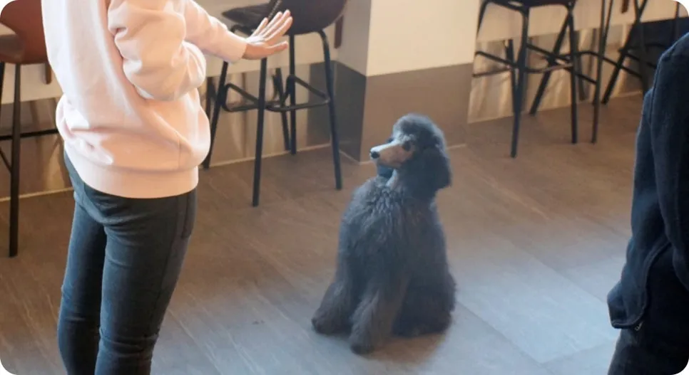강아지 분리불안 훈련, 보호자가 직접 배워 극복하는 법 — 사진 15