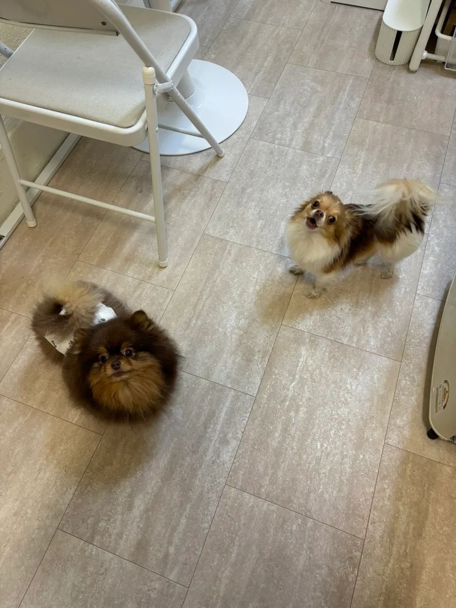 관악구 애견유치원 서울댕입구, 모카의 첫 등원 후기 — 사진 16