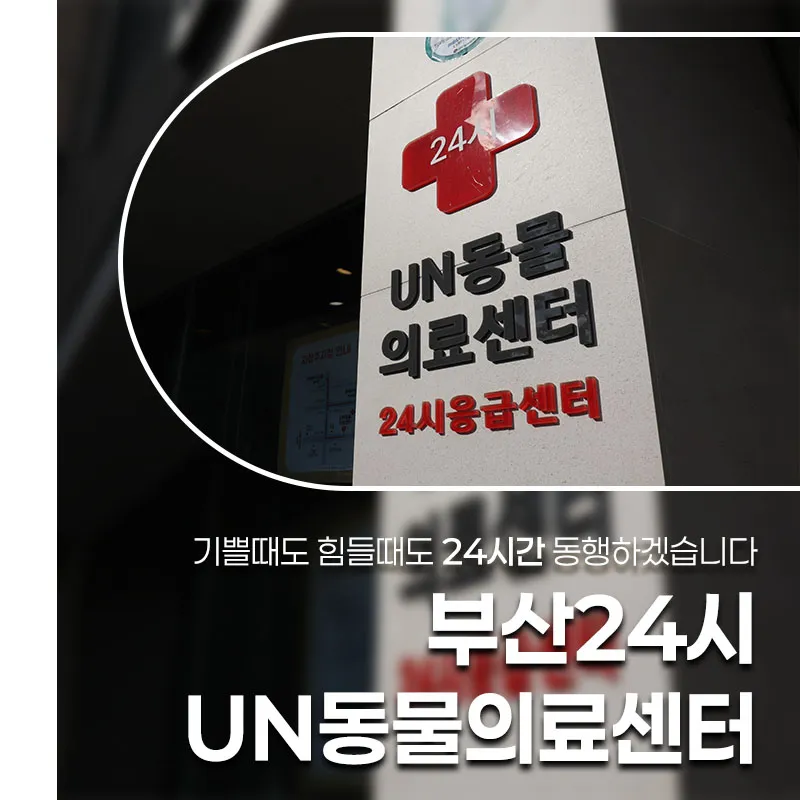 부산 중성화 수술: 2차 동물병원 비용 및 후기 완벽 가이드