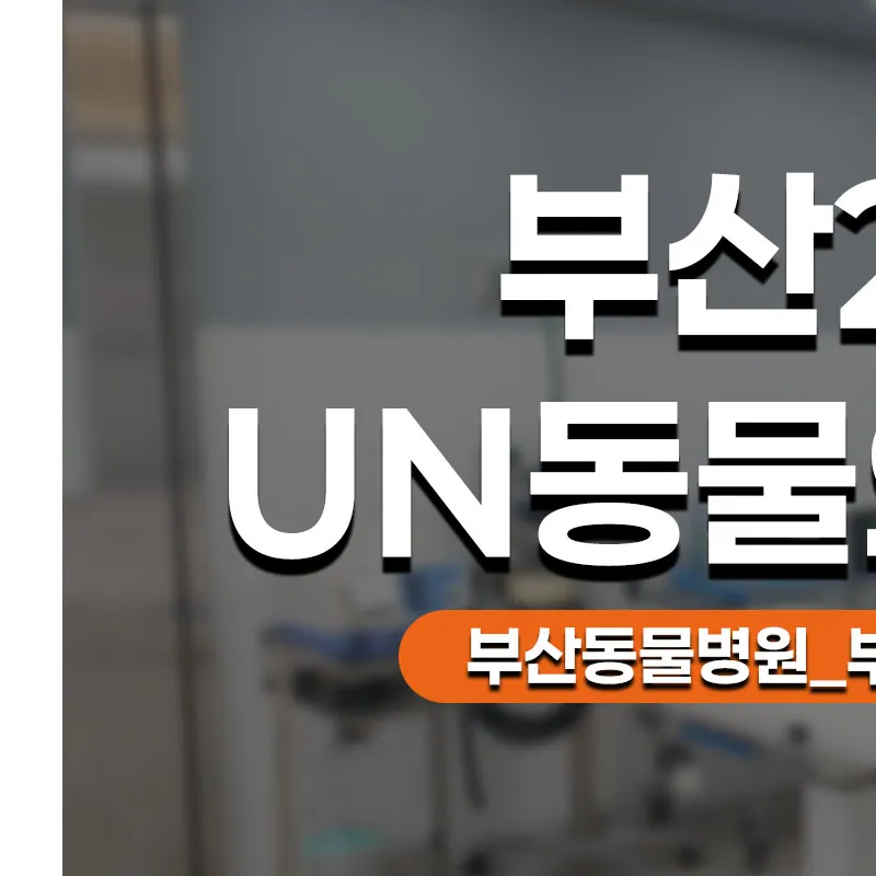 부산 중성화 수술: 2차 동물병원 비용 및 후기 완벽 가이드 — 사진 4
