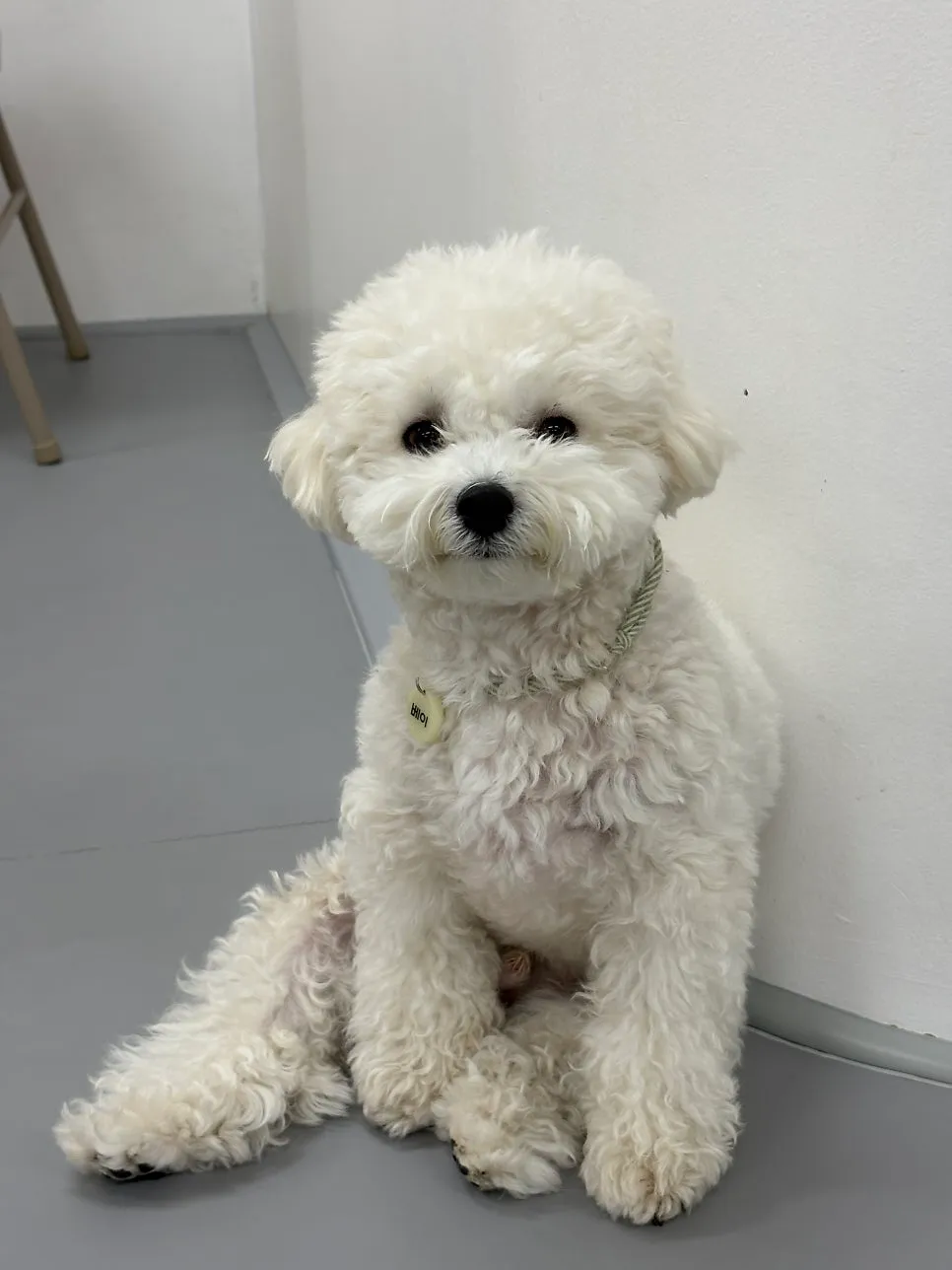 송파구 강아지 유치원 안녕퍼피, 사회화·놀이 만족 후기 — 사진 2