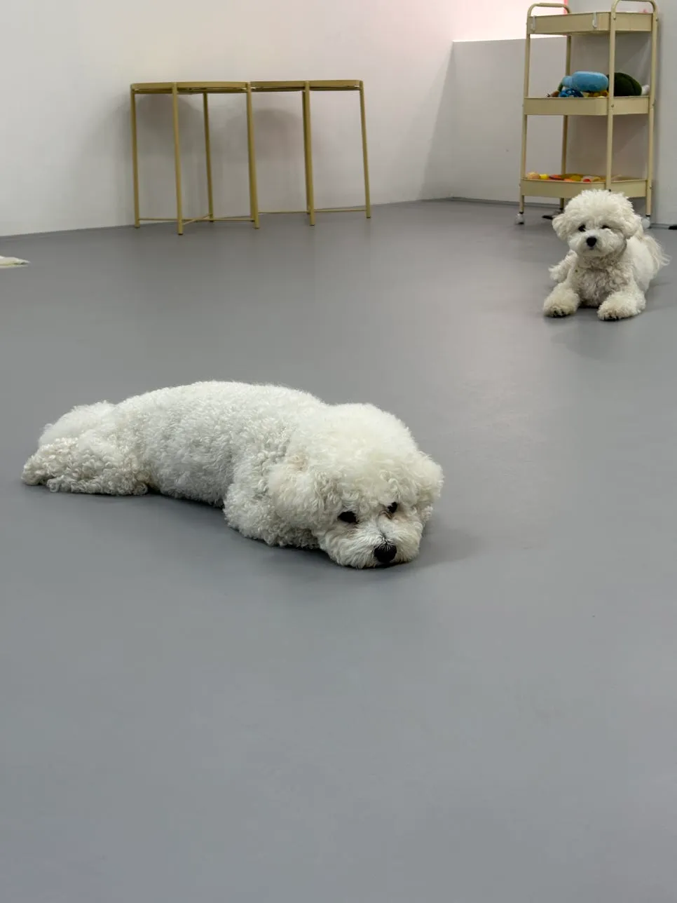 송파구 강아지 유치원 안녕퍼피, 사회화·놀이 만족 후기 — 사진 7
