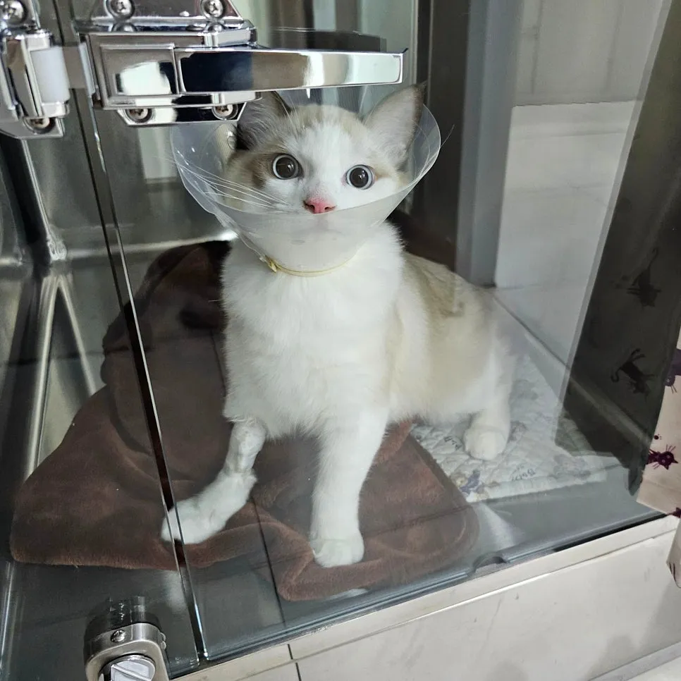 고양이 중성화 수술 시기, 비용 및 송파 마리동물병원 후기 — 사진 3