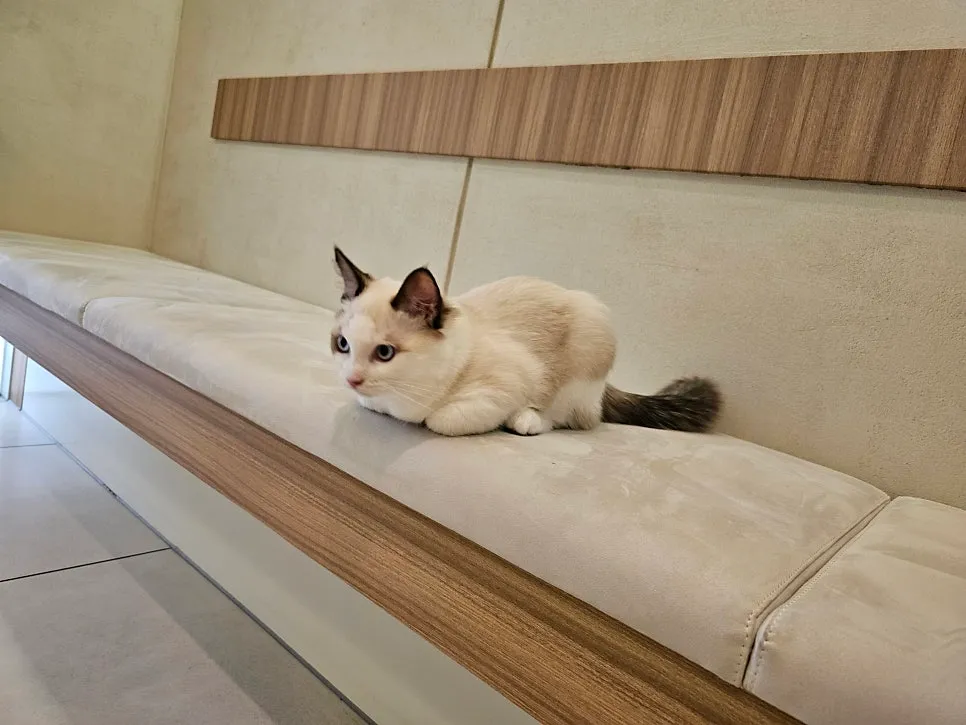 고양이 중성화 수술 시기, 비용 및 송파 마리동물병원 후기 — 사진 4