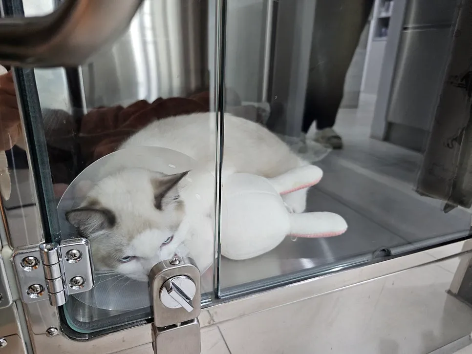 고양이 중성화 수술 시기, 비용 및 송파 마리동물병원 후기 — 사진 5